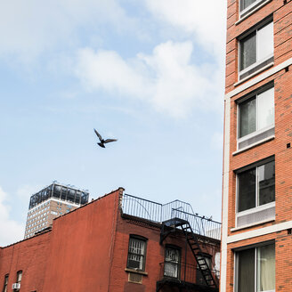 Vogel im Flug durch Gebäude, Brooklyn, New York, USA - ISF20710