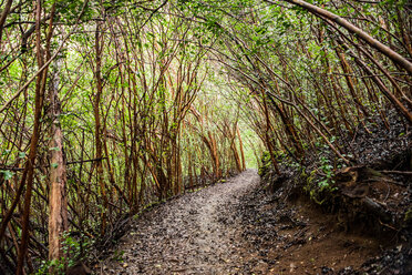 Dense forest on Kuilau Ridge Trail, Kauai, Hawaii - ISF20727
