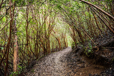 Dichter Wald auf dem Kuilau Ridge Trail, Kauai, Hawaii - ISF20727