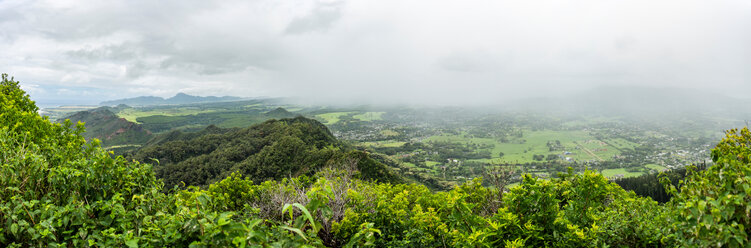 Dense forest, Kuilau Ridge Trail, Kauai, Hawaii - ISF20730