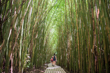 Hikers in bamboo forest, Waipipi Trail, Maui, Hawaii - ISF20749