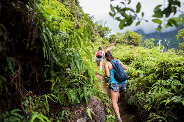 Hikers walking in rainforest, Iao Valley, Maui, Hawaii - ISF20756