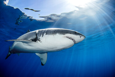Great white shark, Guadalupe, Mexico - ISF20793