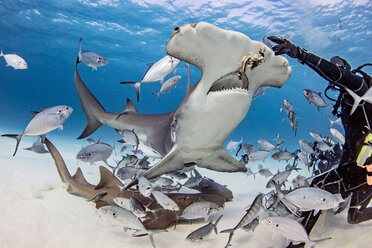 Diver feeding great hammerhead shark and fishes underwater, Alice Town, Bimini, Bahamas - ISF20794