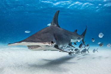 Great hammerhead shark in shoal of fish, Alice Town, Bimini, Bahamas - ISF20795