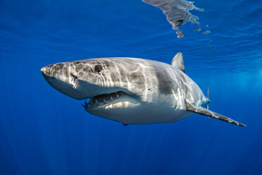 Great white shark, Guadalupe, Mexico - ISF20796