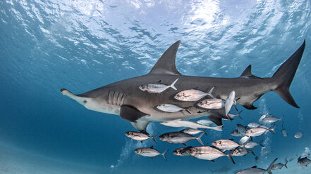 Great hammerhead shark in shoal of fish, Alice Town, Bimini, Bahamas - ISF20798