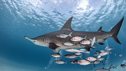 Großer Hammerhai in einem Fischschwarm, Alice Town, Bimini, Bahamas - ISF20798