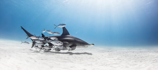 Großer Hammerhai in einem Fischschwarm, Alice Town, Bimini, Bahamas - ISF20799