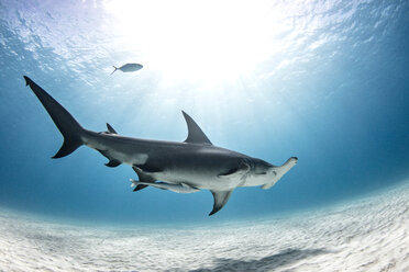 Großer Hammerhai, Alice Town, Bimini, Bahamas - ISF20801