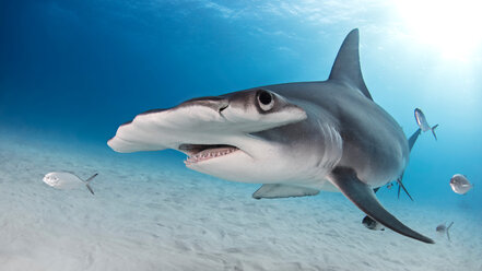 Great hammerhead shark, Alice Town, Bimini, Bahamas - ISF20802