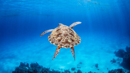 Green Sea Turtle, Palancar Reef, Cozumel, Quintana Roo, Mexico - ISF20803