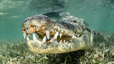 Amerikanisches Salzwasserkrokodil, Chinchorro-Ufer, Xcalak, Quintana Roo, Mexiko - ISF20804