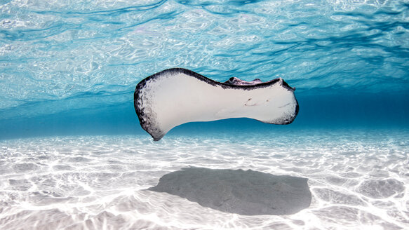 Südlicher Stechrochen, Stingray City, Cayman Palms, Kaimaninseln - ISF20805