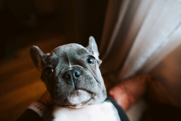 Französische Bulldogge Welpe starrt vom Schoß des Besitzers auf, persönliche Perspektive Porträt - ISF20820