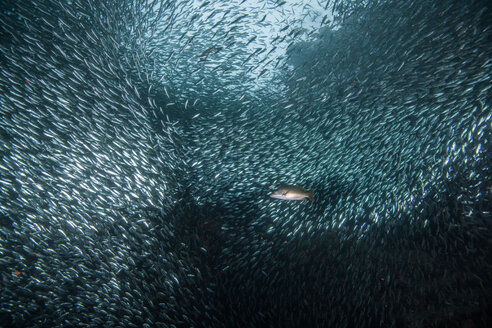 Shoals of sardine being hunted by red snappers - ISF20824