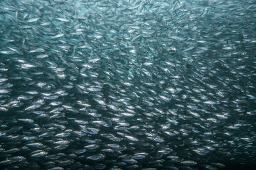 Shoals of sardine being hunted by red snappers - ISF20825
