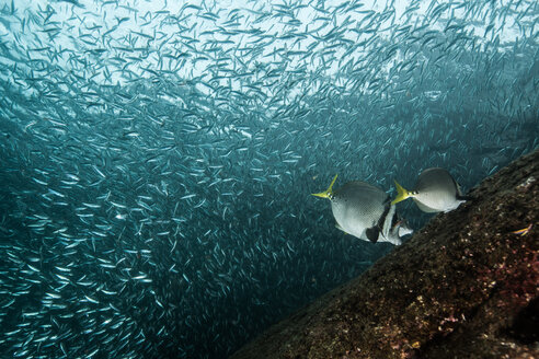Shoals of sardine being hunted by red snappers - ISF20827