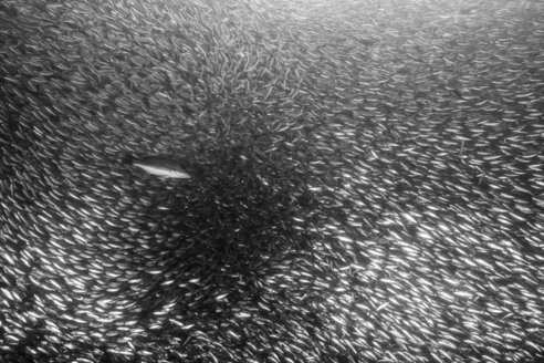 Shoals of sardine being hunted by red snappers - ISF20828