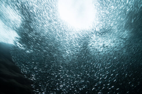 Shoals of sardine being hunted by red snappers - ISF20829