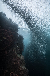 Shoals of sardine being hunted by red snappers - ISF20830