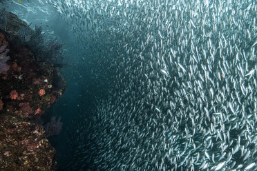 Shoals of sardine being hunted by red snappers - ISF20831