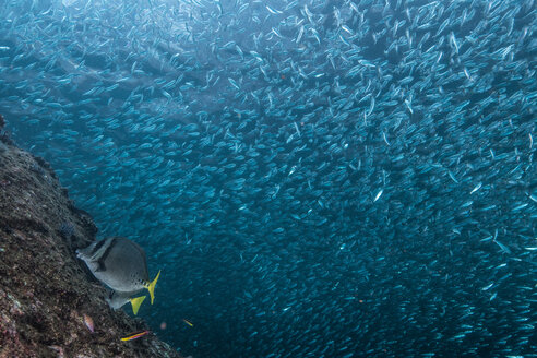 Shoals of sardine being hunted by red snappers - ISF20832
