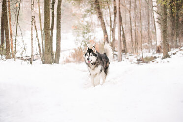 Malamute-Hund in Schneelandschaft - ISF20836