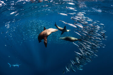 Sea lions hunting and feeding on mackerel baitballs - ISF20873