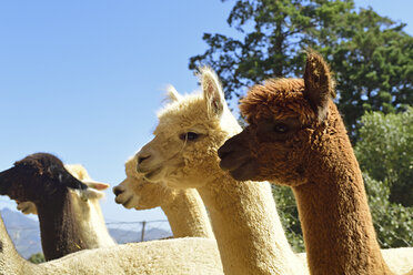 Alpacas at sunlight - ECPF00490