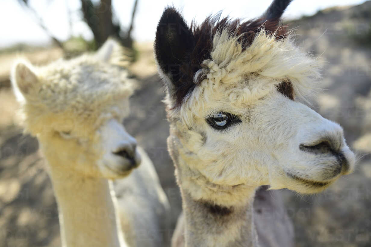 Portrait of alpaca with blue eyes stock photo