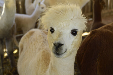 Portrait of young alpaca at stable - ECPF00505