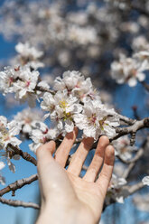 Hand einer Frau berührt Baumblüten - AFVF02384