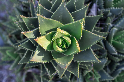 Haworthia fasciata - AFVF02388