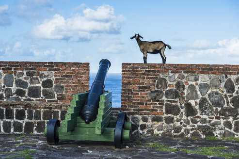 Caribbean, Netherland Antilles, St. Eustatius, Statia, Fort Oranje, Goats walking above old cannons - RUNF01248