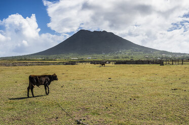 Karibik, Niederländische Antillen, St. Eustatius, Kuh beim Grasen vor dem Quill-Hügel - RUNF01251