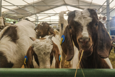 Porträt einer Ziege im Stall, lizenzfreies Stockfoto