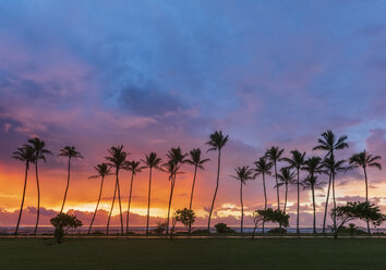 USA, Hawaii, Kauai, Pazifischer Ozean, Kapa'a Beach Park, Palmen bei Sonnenaufgang - FOF10415