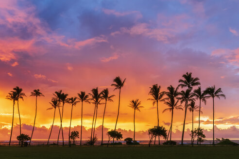 USA, Hawaii, Kauai, Pazifischer Ozean, Kapa'a Beach Park, Palmen bei Sonnenaufgang - FOF10416