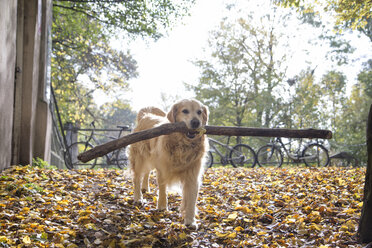 Golden Retriever apportiert im Herbst einen großen Stock - MAMF00422