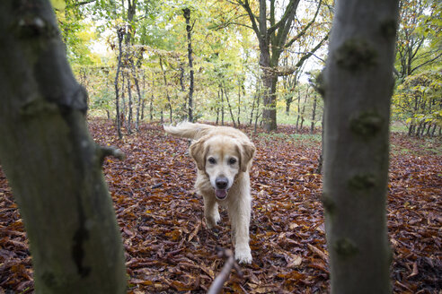 Golden Retriever läuft im herbstlichen Wald - MAMF00424