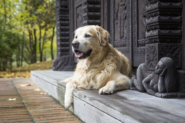 Golden Retriever auf einer Stufe ruhend - MAMF00425