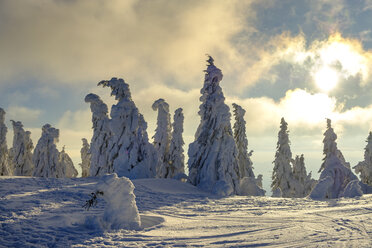 Deutschland, Bayern, Bayerischer Wald im Winter, Großer Arber, Arbermandl, schneebedeckte Fichten bei Sonnenuntergang - LBF02372