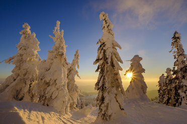 Deutschland, Bayern, Bayerischer Wald im Winter, Großer Arber, Arbermandl, schneebedeckte Fichten bei Sonnenuntergang - LBF02373