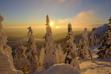 Deutschland, Bayern, Bayerischer Wald im Winter, Großer Arber, Arbermandl, schneebedeckte Fichten bei Sonnenuntergang - LBF02374