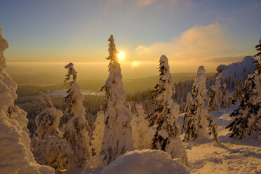 Germany, Bavaria, Bavarian Forest in winter, Great Arber, Arbermandl, snow-capped spruces at sunset - LBF02374