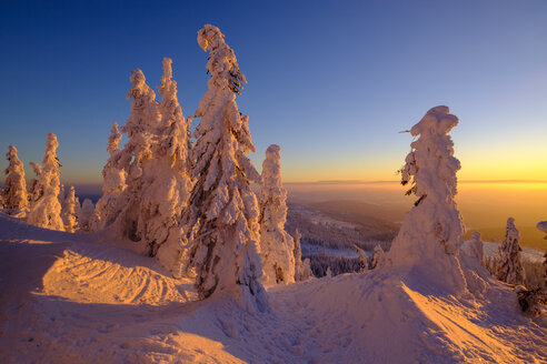 Deutschland, Bayern, Bayerischer Wald im Winter, Großer Arber, Arbermandl, schneebedeckte Fichten bei Sonnenuntergang - LBF02375