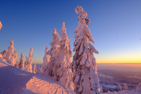 Deutschland, Bayern, Bayerischer Wald im Winter, Großer Arber, Arbermandl, schneebedeckte Fichten bei Sonnenuntergang, lizenzfreies Stockfoto