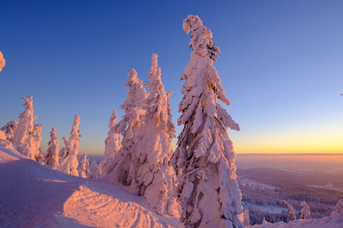 Deutschland, Bayern, Bayerischer Wald im Winter, Großer Arber, Arbermandl, schneebedeckte Fichten bei Sonnenuntergang - LBF02376