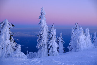 Deutschland, Bayern, Bayerischer Wald im Winter, Großer Arber, Arbermandl, schneebedeckte Fichten bei Sonnenuntergang - LBF02377